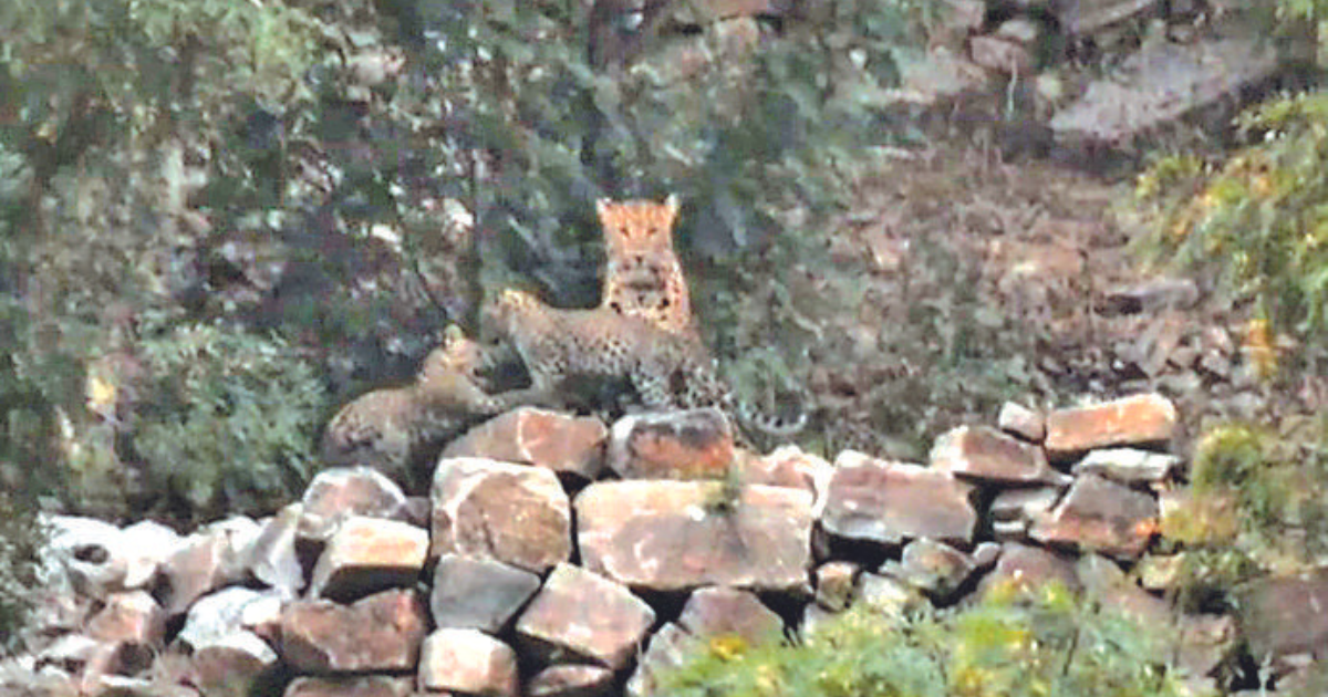 Female panther spotted with 2 cubs in J’lana Leopard Safari